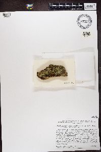 Trapeliopsis viridescens image