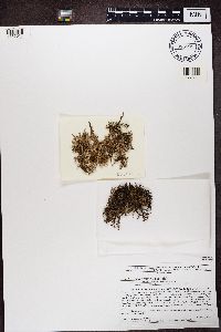 Cetraria arenaria image