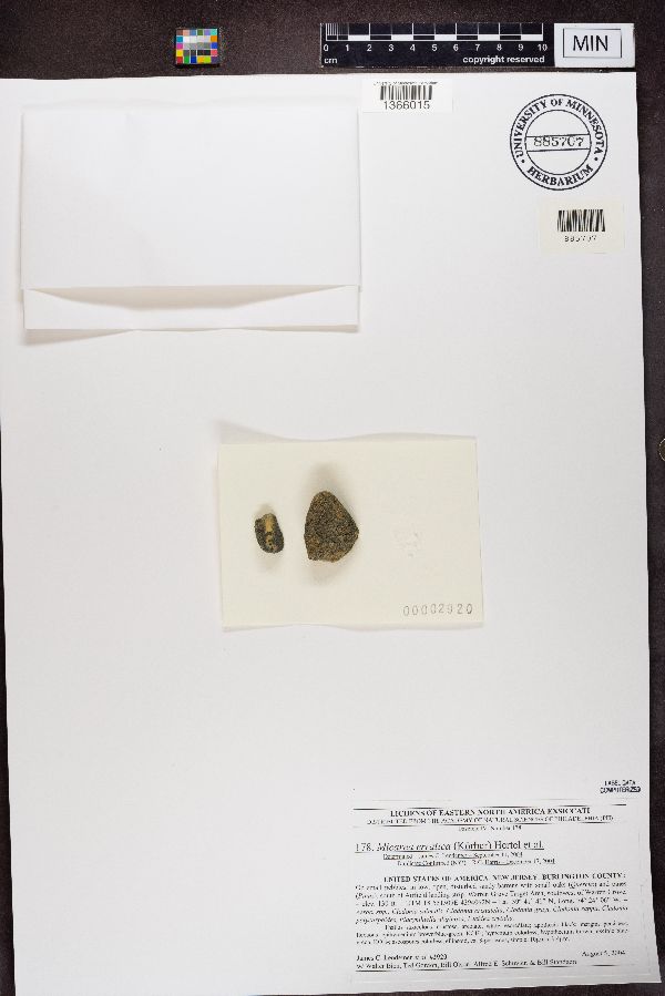 Leimonis erratica image