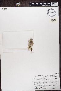 Cetrelia olivetorum image