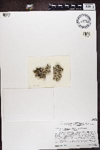 Parmotrema reticulatum image