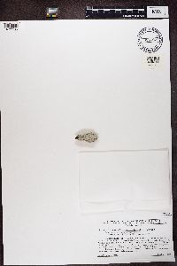 Variolaria ophthalmiza image
