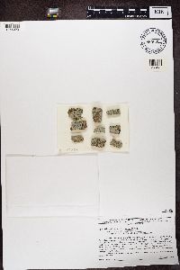 Physcia americana image