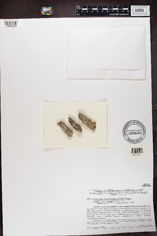 Acrocordia megalospora image