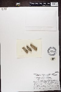 Media resource of Acrocordia megalospora