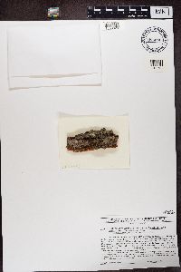 Catinaria atropurpurea image