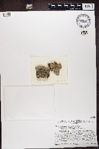 Punctelia subflava image