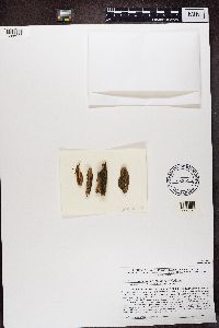 Micarea melaena image