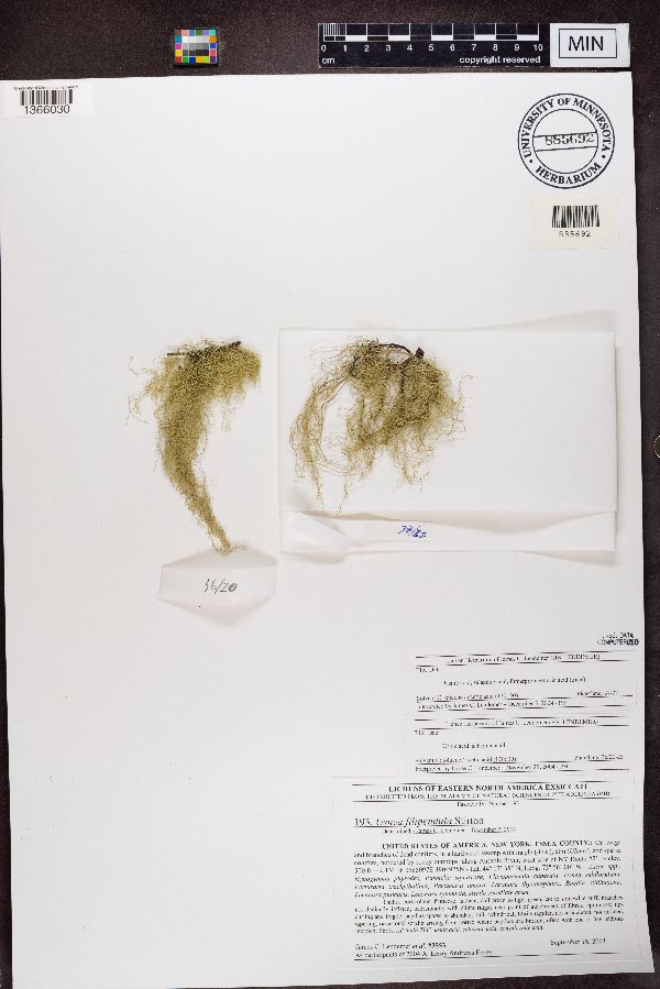 Usnea filipendula image