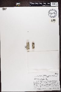 Pertusaria texana image