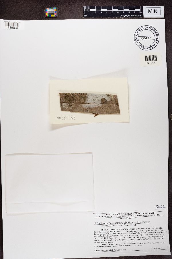 Phlyctis ludoviciensis image