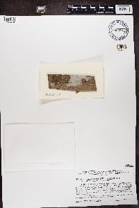 Media resource of Phlyctis ludoviciensis