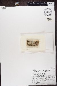 Phlyctis argena image