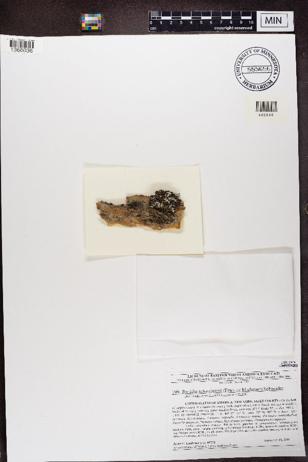 Bacidia schweinitzii image