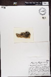 Media resource of Bacidia schweinitzii