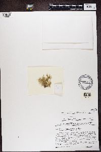 Usnea strigosa image