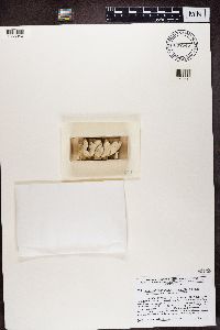 Phaeocalicium polyporaeum image