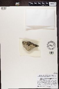 Porpidia albocaerulescens image