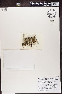 Cladonia verticillata image