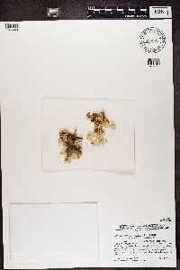 Lobaria pulmonaria image