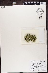 Cladonia robbinsii image