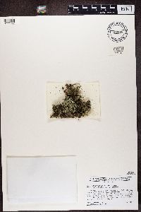 Cladonia diversa image