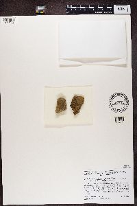 Protoblastenia rupestris image