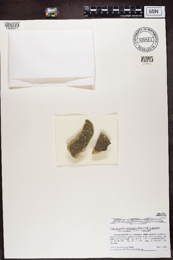 Trapelia glebulosa image