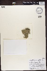 Punctelia missouriensis image