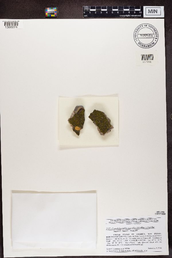 Candelariella aurella image