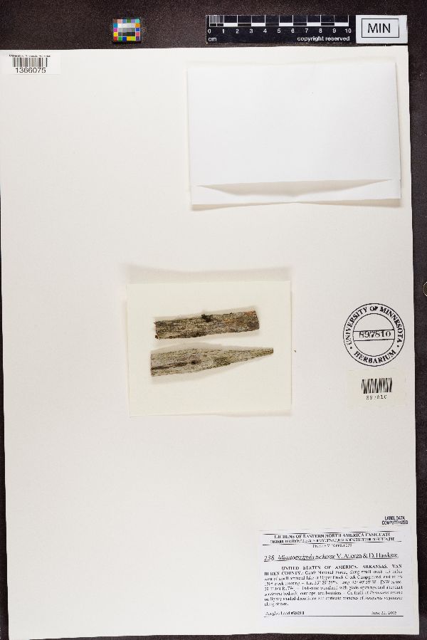 Minutoexcipula image