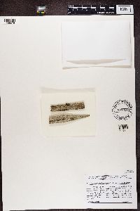 Media resource of Minutoexcipula tuckerae