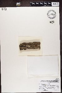 Alyxoria varia image