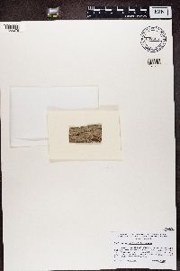 Media resource of Bacidia diffracta