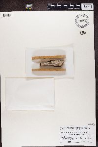 Mycocalicium albonigrum image