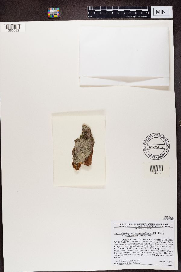 Megalospora porphyritis image