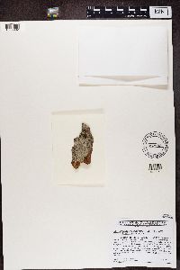 Media resource of Megalospora porphyritis