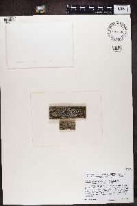 Lecidella euphorea image