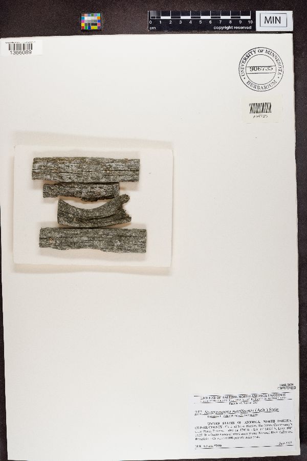 Strangospora moriformis image