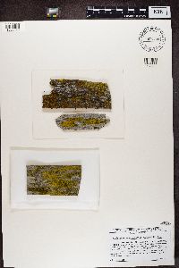 Candelariella vitellina image