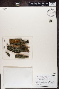 Trapeliopsis flexuosa image