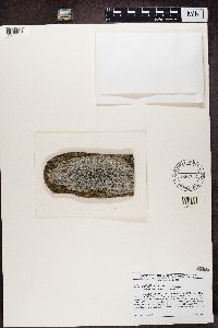 Aspicilia cinerea image