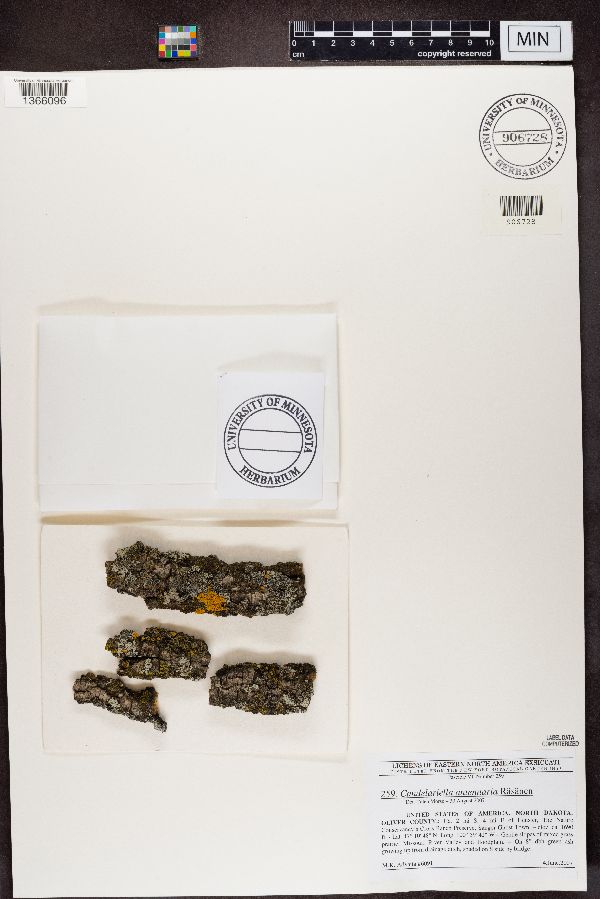 Candelariella antennaria image