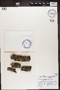 Media resource of Candelariella antennaria