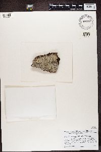Cliostomum griffithii image