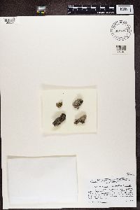 Acarospora moenium image