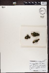 Leptogium cyanescens image