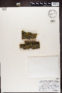 Phaeophyscia ciliata image