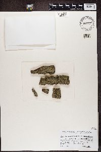 Caloplaca cerina image