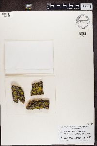 Candelaria fibrosa image